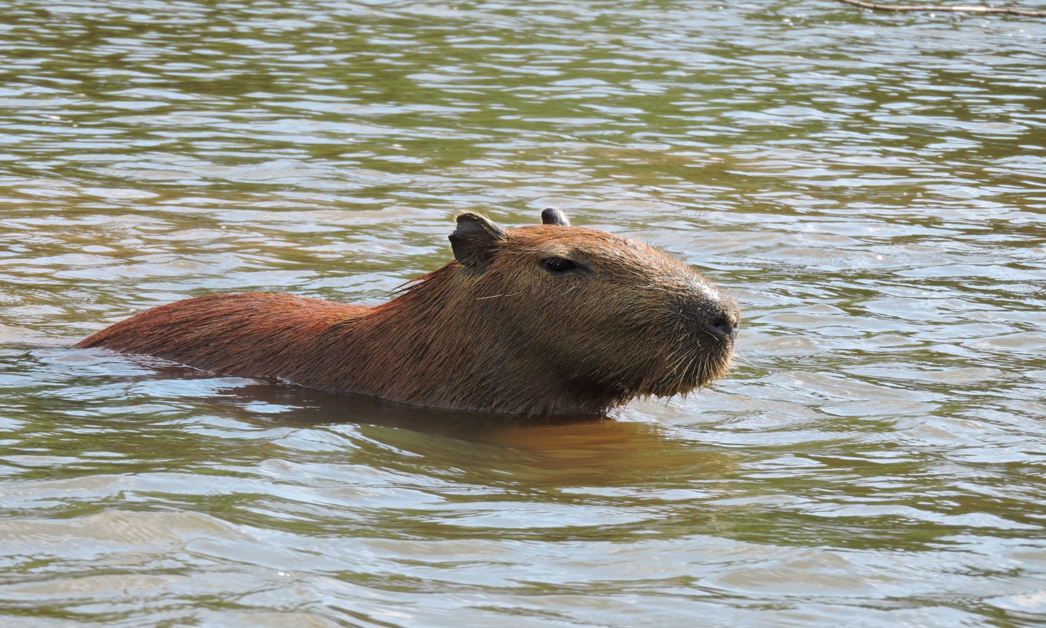 Capybara in the Manu region, Peru (Amazon wildlife tour)